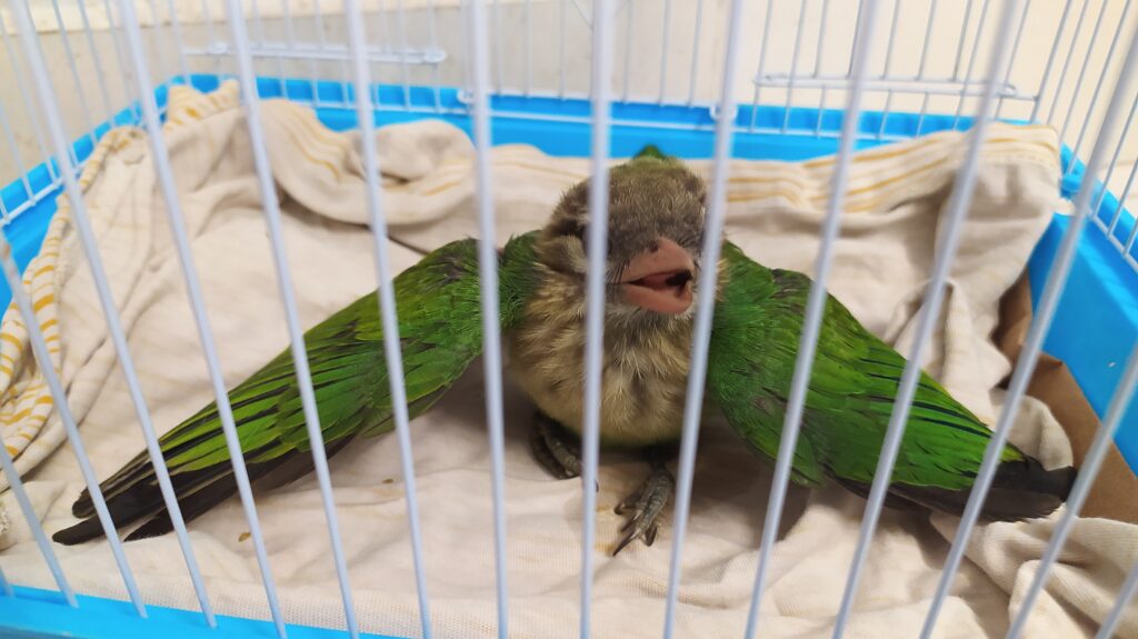 Found a cage for Miracle to save from hurting herself